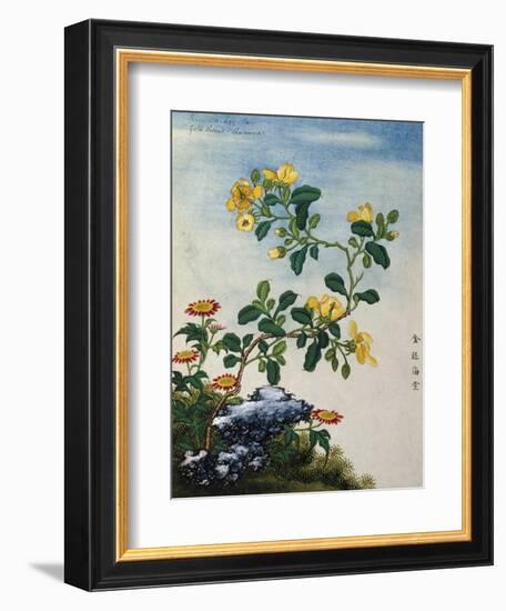 18th-Century Chinese Watercolor of Gold Thread Plant-null-Framed Giclee Print