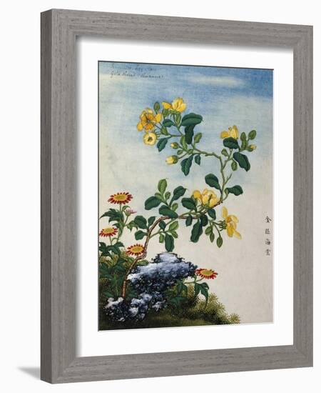 18th-Century Chinese Watercolor of Gold Thread Plant-null-Framed Giclee Print