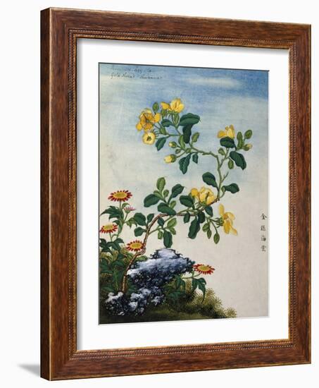 18th-Century Chinese Watercolor of Gold Thread Plant-null-Framed Giclee Print