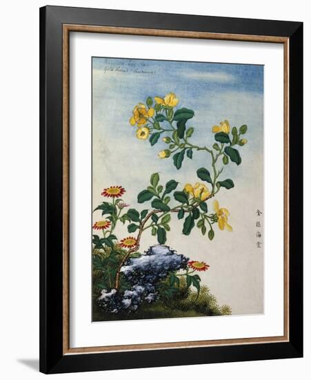 18th-Century Chinese Watercolor of Gold Thread Plant-null-Framed Giclee Print