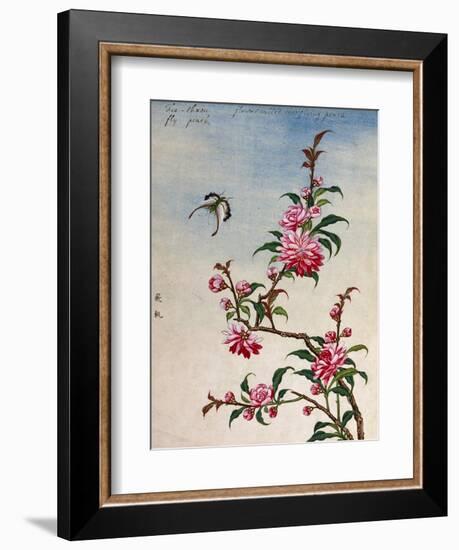 18th-Century Chinese Watercolor of Pink Flowers-null-Framed Premium Giclee Print