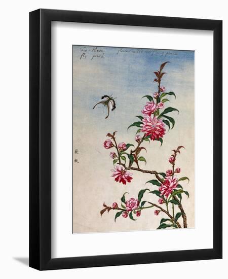 18th-Century Chinese Watercolor of Pink Flowers-null-Framed Premium Giclee Print