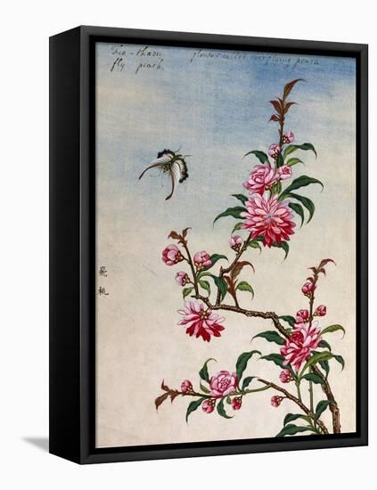 18th-Century Chinese Watercolor of Pink Flowers-null-Framed Premier Image Canvas