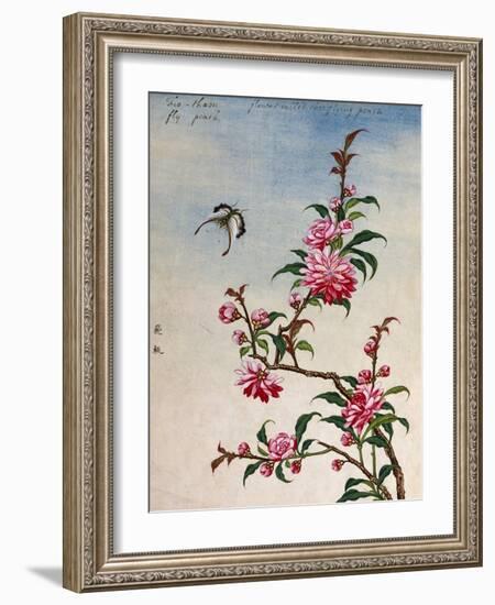 18th-Century Chinese Watercolor of Pink Flowers-null-Framed Giclee Print