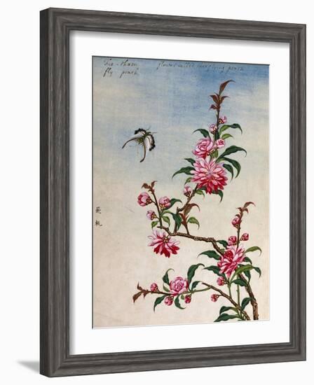 18th-Century Chinese Watercolor of Pink Flowers-null-Framed Giclee Print