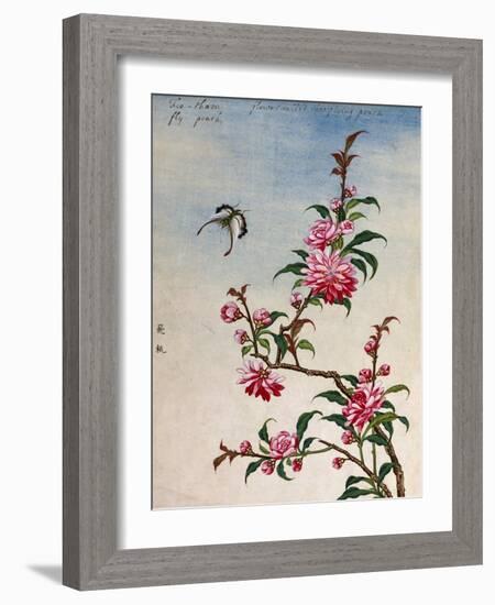 18th-Century Chinese Watercolor of Pink Flowers-null-Framed Giclee Print