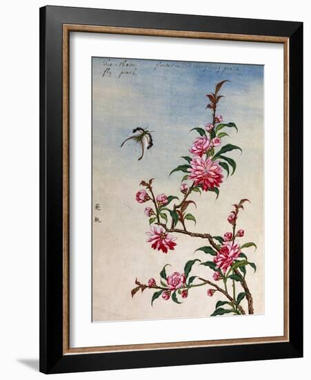 18th-Century Chinese Watercolor of Pink Flowers-null-Framed Giclee Print