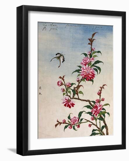 18th-Century Chinese Watercolor of Pink Flowers-null-Framed Giclee Print