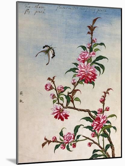 18th-Century Chinese Watercolor of Pink Flowers-null-Mounted Giclee Print