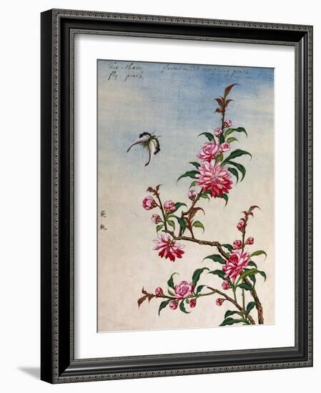 18th-Century Chinese Watercolor of Pink Flowers-null-Framed Giclee Print