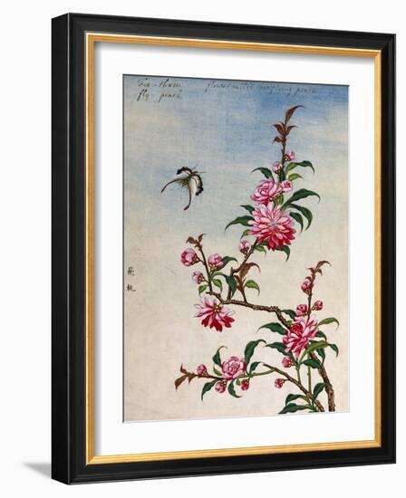 18th-Century Chinese Watercolor of Pink Flowers-null-Framed Giclee Print