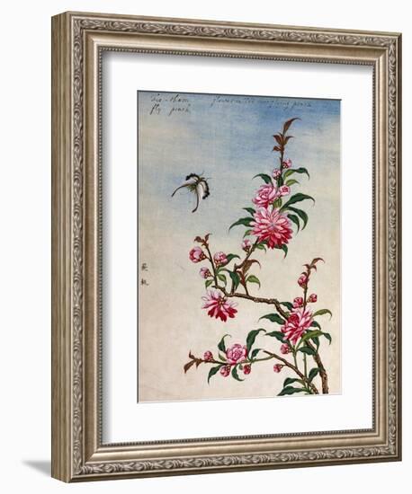 18th-Century Chinese Watercolor of Pink Flowers-null-Framed Giclee Print