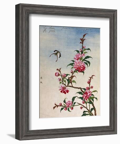 18th-Century Chinese Watercolor of Pink Flowers-null-Framed Giclee Print