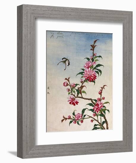 18th-Century Chinese Watercolor of Pink Flowers-null-Framed Giclee Print