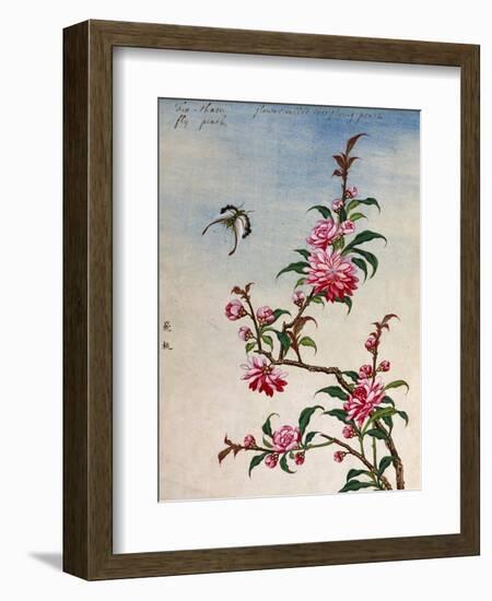 18th-Century Chinese Watercolor of Pink Flowers-null-Framed Giclee Print