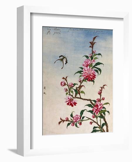 18th-Century Chinese Watercolor of Pink Flowers-null-Framed Giclee Print