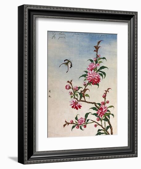 18th-Century Chinese Watercolor of Pink Flowers-null-Framed Giclee Print