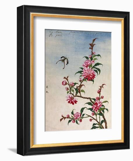 18th-Century Chinese Watercolor of Pink Flowers-null-Framed Giclee Print