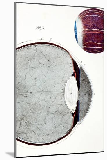 18th Century Engraving of the Eye-Paul Stewart-Mounted Photographic Print