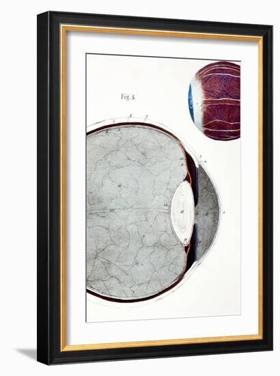 18th Century Engraving of the Eye-Paul Stewart-Framed Photographic Print