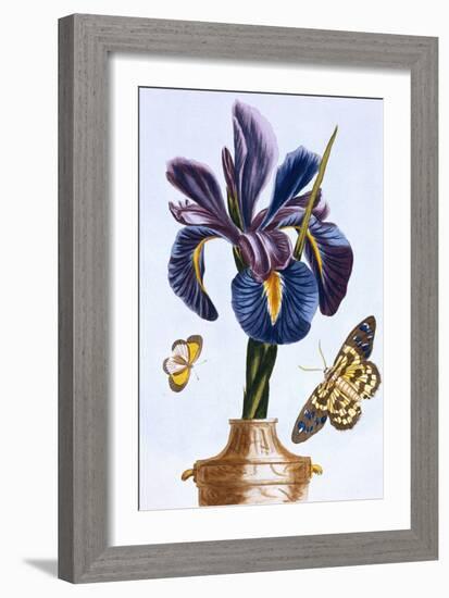 18th Century French Print of Common Iris With Butterflies-Stapleton Collection-Framed Giclee Print