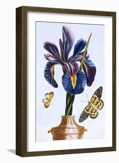 18th Century French Print of Common Iris With Butterflies-Stapleton Collection-Framed Giclee Print