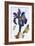 18th Century French Print of Common Iris With Butterflies-Stapleton Collection-Framed Giclee Print