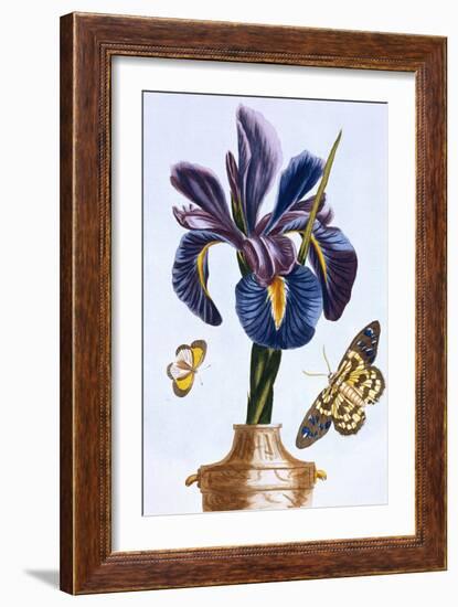 18th Century French Print of Common Iris With Butterflies-Stapleton Collection-Framed Giclee Print