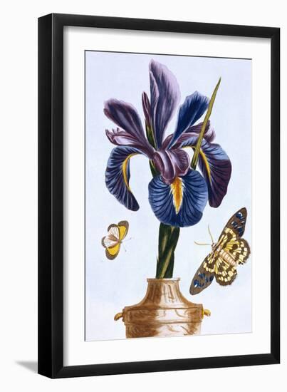 18th Century French Print of Common Iris With Butterflies-Stapleton Collection-Framed Giclee Print