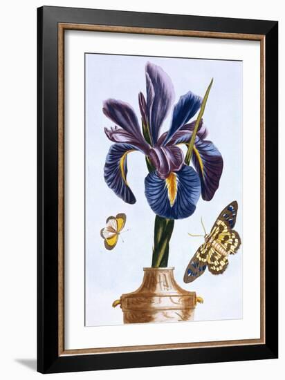 18th Century French Print of Common Iris With Butterflies-Stapleton Collection-Framed Giclee Print