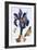 18th Century French Print of Common Iris With Butterflies-Stapleton Collection-Framed Giclee Print