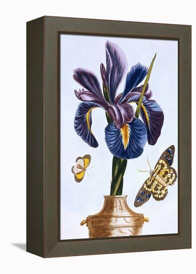 18th Century French Print of Common Iris With Butterflies-Stapleton Collection-Framed Premier Image Canvas