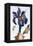 18th Century French Print of Common Iris With Butterflies-Stapleton Collection-Framed Premier Image Canvas