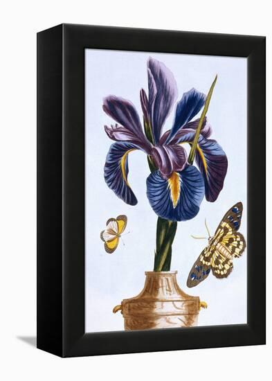 18th Century French Print of Common Iris With Butterflies-Stapleton Collection-Framed Premier Image Canvas