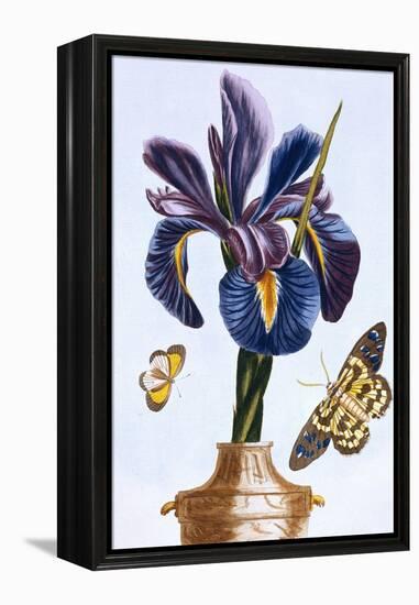 18th Century French Print of Common Iris With Butterflies-Stapleton Collection-Framed Premier Image Canvas