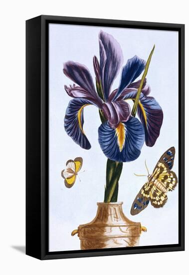 18th Century French Print of Common Iris With Butterflies-Stapleton Collection-Framed Premier Image Canvas