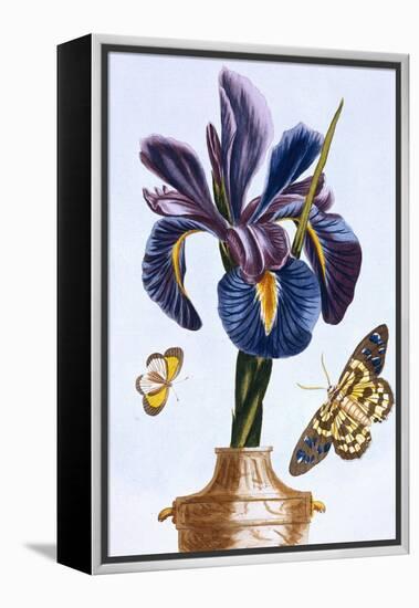 18th Century French Print of Common Iris With Butterflies-Stapleton Collection-Framed Premier Image Canvas