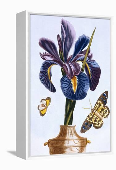 18th Century French Print of Common Iris With Butterflies-Stapleton Collection-Framed Premier Image Canvas