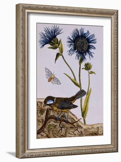 18th Century French Print of Cornflower-Stapleton Collection-Framed Giclee Print