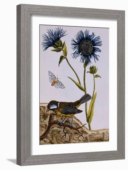 18th Century French Print of Cornflower-Stapleton Collection-Framed Giclee Print