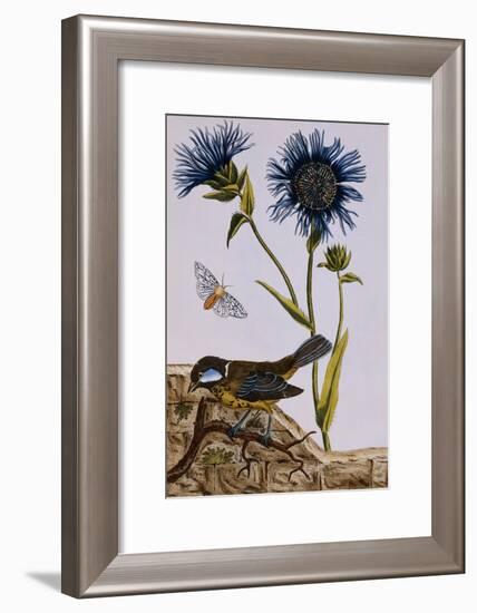 18th Century French Print of Cornflower-Stapleton Collection-Framed Giclee Print