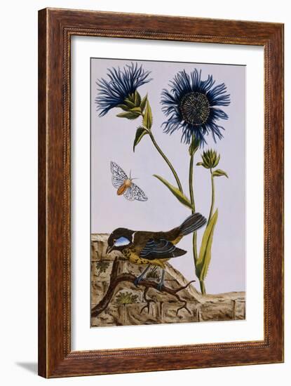 18th Century French Print of Cornflower-Stapleton Collection-Framed Giclee Print