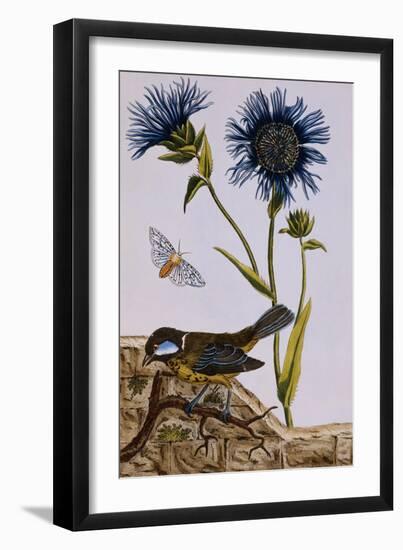 18th Century French Print of Cornflower-Stapleton Collection-Framed Giclee Print