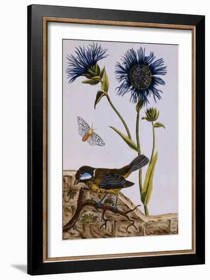 18th Century French Print of Cornflower-Stapleton Collection-Framed Giclee Print