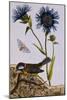 18th Century French Print of Cornflower-Stapleton Collection-Mounted Giclee Print