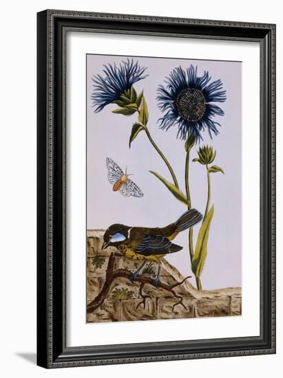 18th Century French Print of Cornflower-Stapleton Collection-Framed Giclee Print