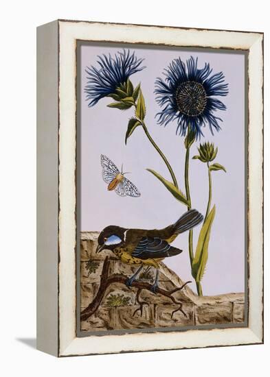 18th Century French Print of Cornflower-Stapleton Collection-Framed Premier Image Canvas