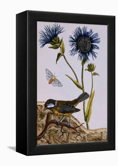 18th Century French Print of Cornflower-Stapleton Collection-Framed Premier Image Canvas