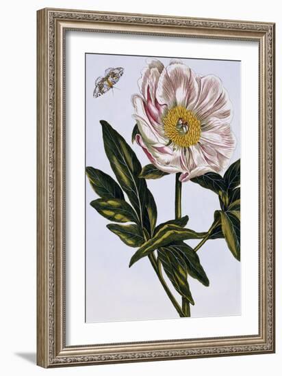 18th Century French Print of Flesh-coloured Common Peony-Stapleton Collection-Framed Giclee Print