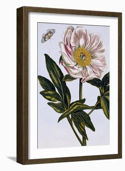 18th Century French Print of Flesh-coloured Common Peony-Stapleton Collection-Framed Giclee Print